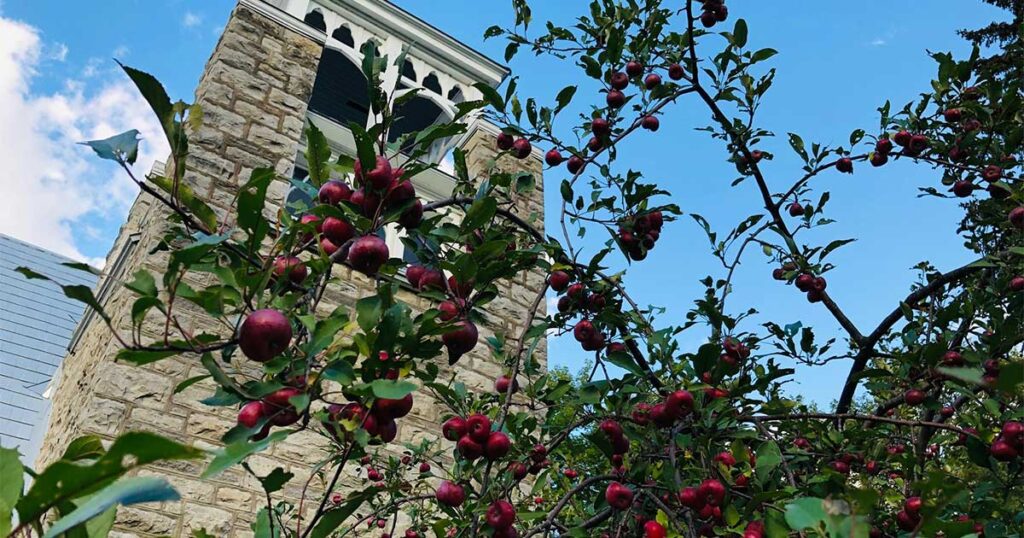View of an apple tree with fresh apples on it with a stone flat topped church spire behind